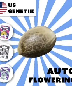 Auto-Flowering Cannabis Samen (US Genetic)